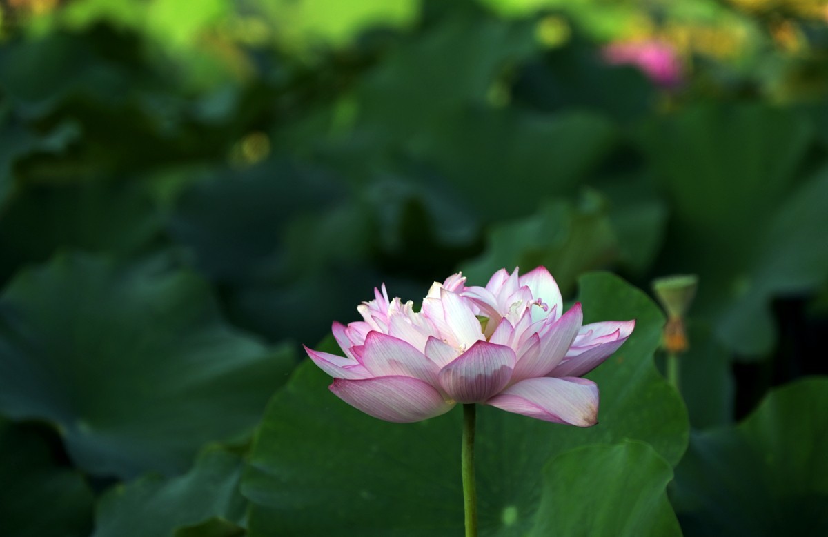 宁波日湖寻美