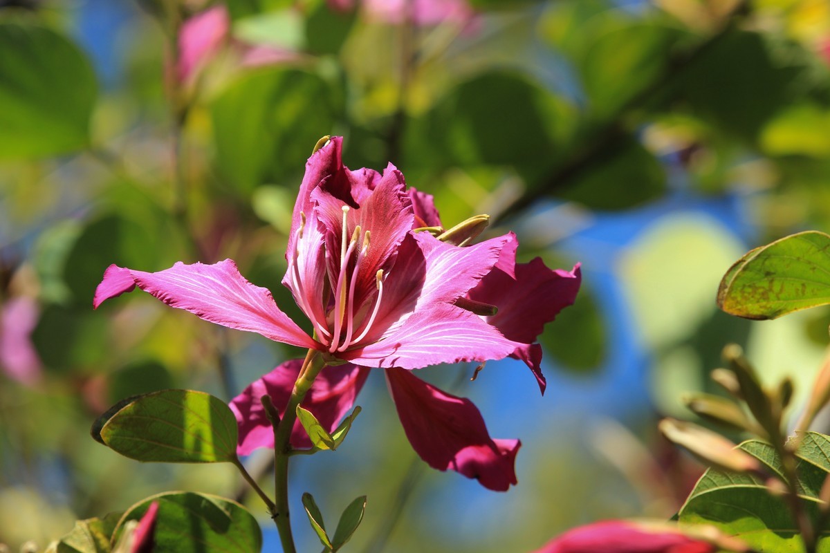 拍摄花卉一（411）