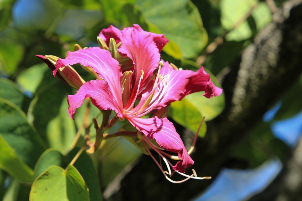 拍摄花卉一（411）