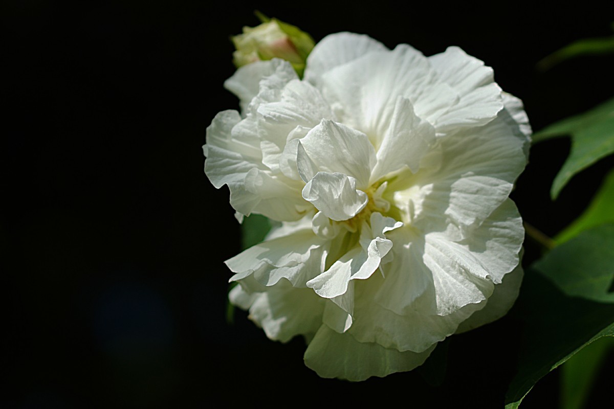 芙  蓉（一）