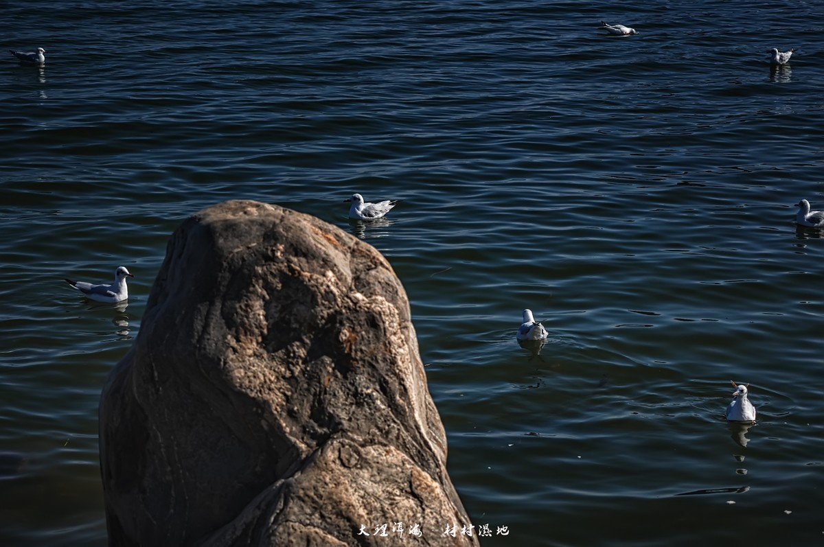 大理洱海 · 才村湿地