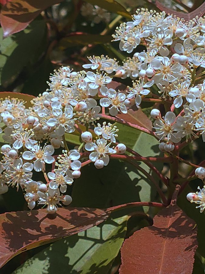 花卉系列【4400】