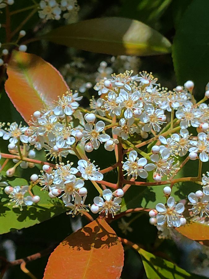 花卉系列【4400】