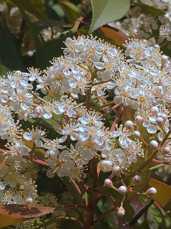 花卉系列【4400】