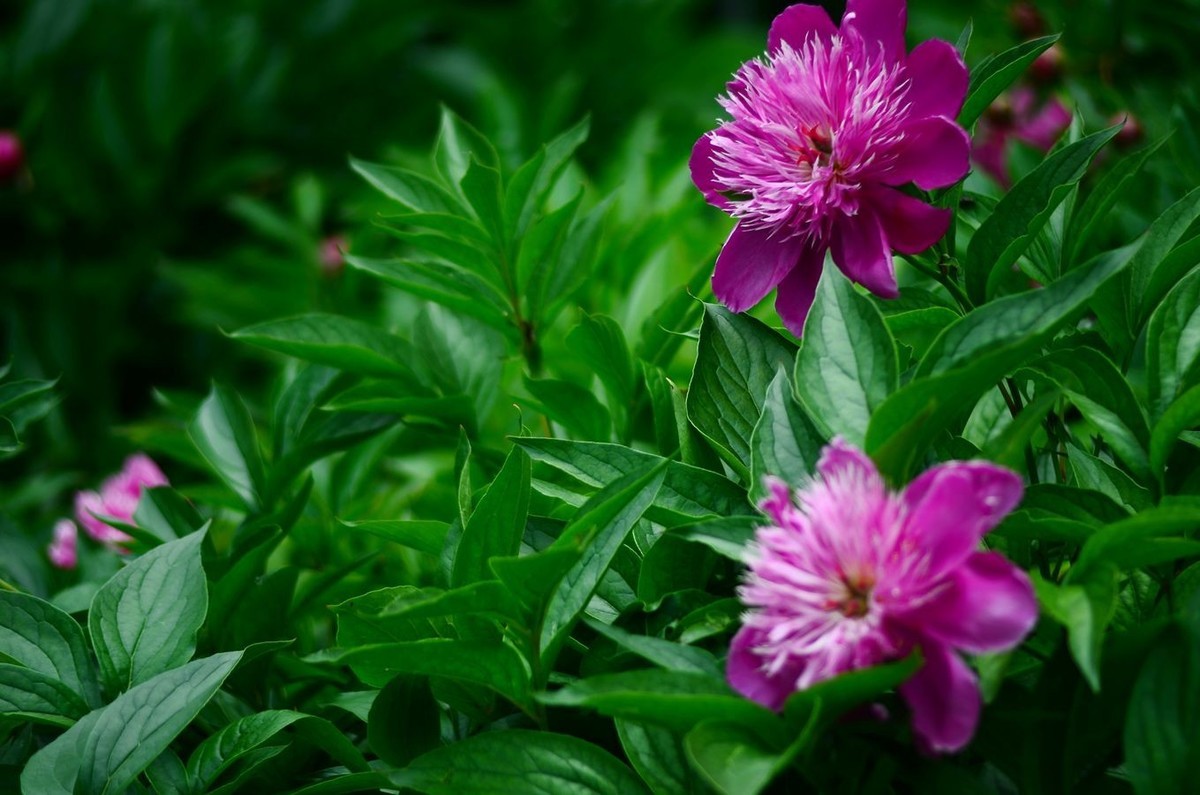 花卉系列【4745】