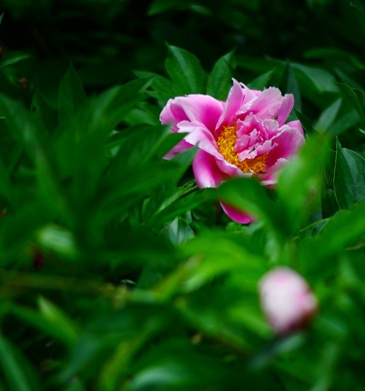 花卉系列【4745】