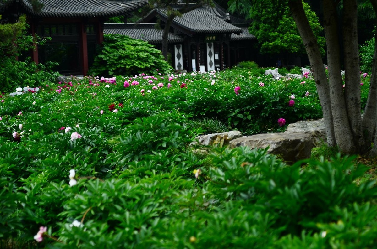 花卉系列【4741】