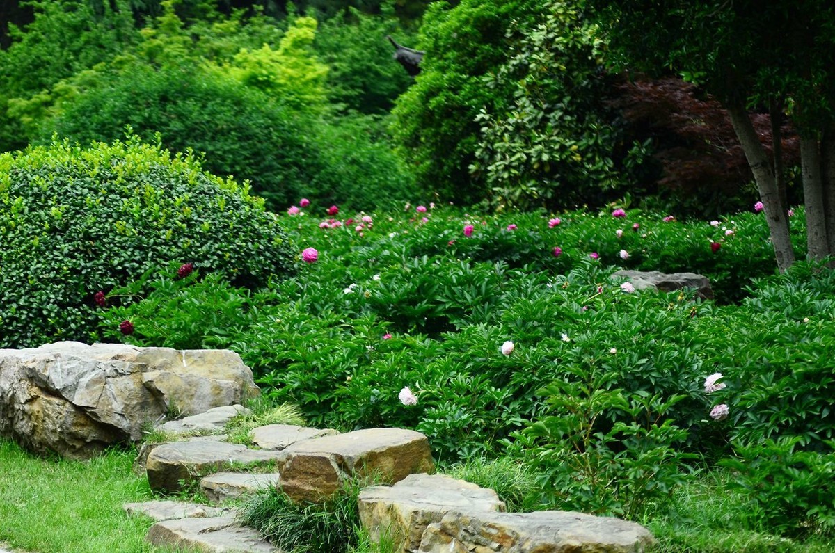 花卉系列【4743】