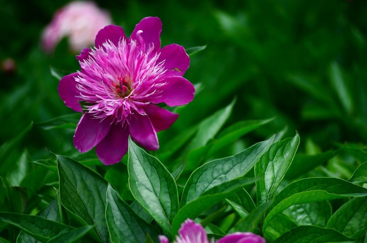 花卉系列【4743】