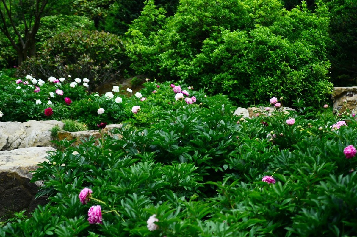 花卉系列【4743】