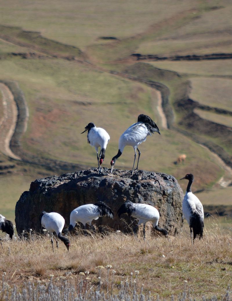云南昭通黑颈鹤