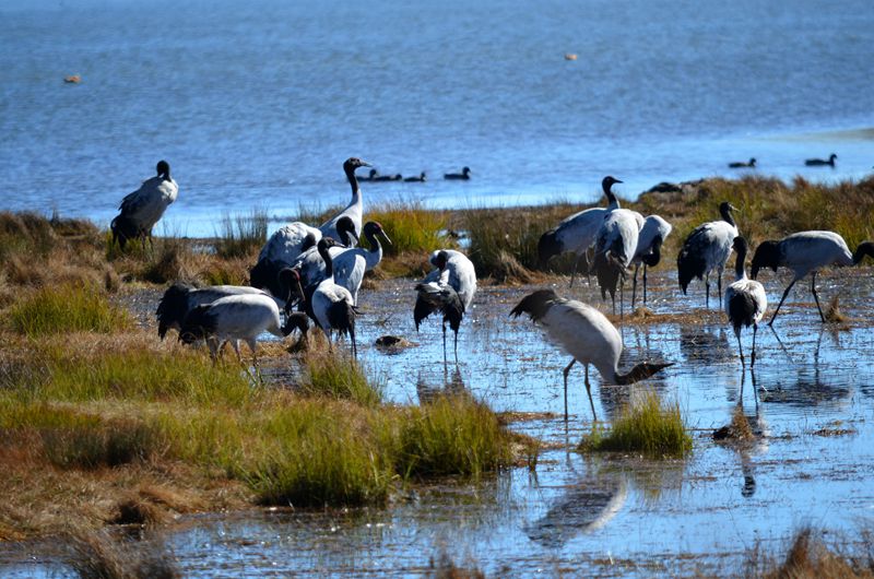 云南昭通黑颈鹤