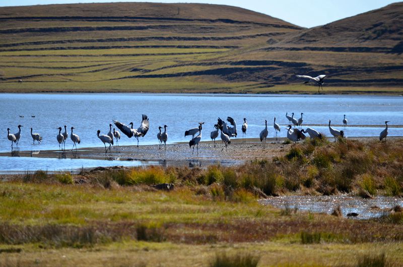 云南昭通黑颈鹤