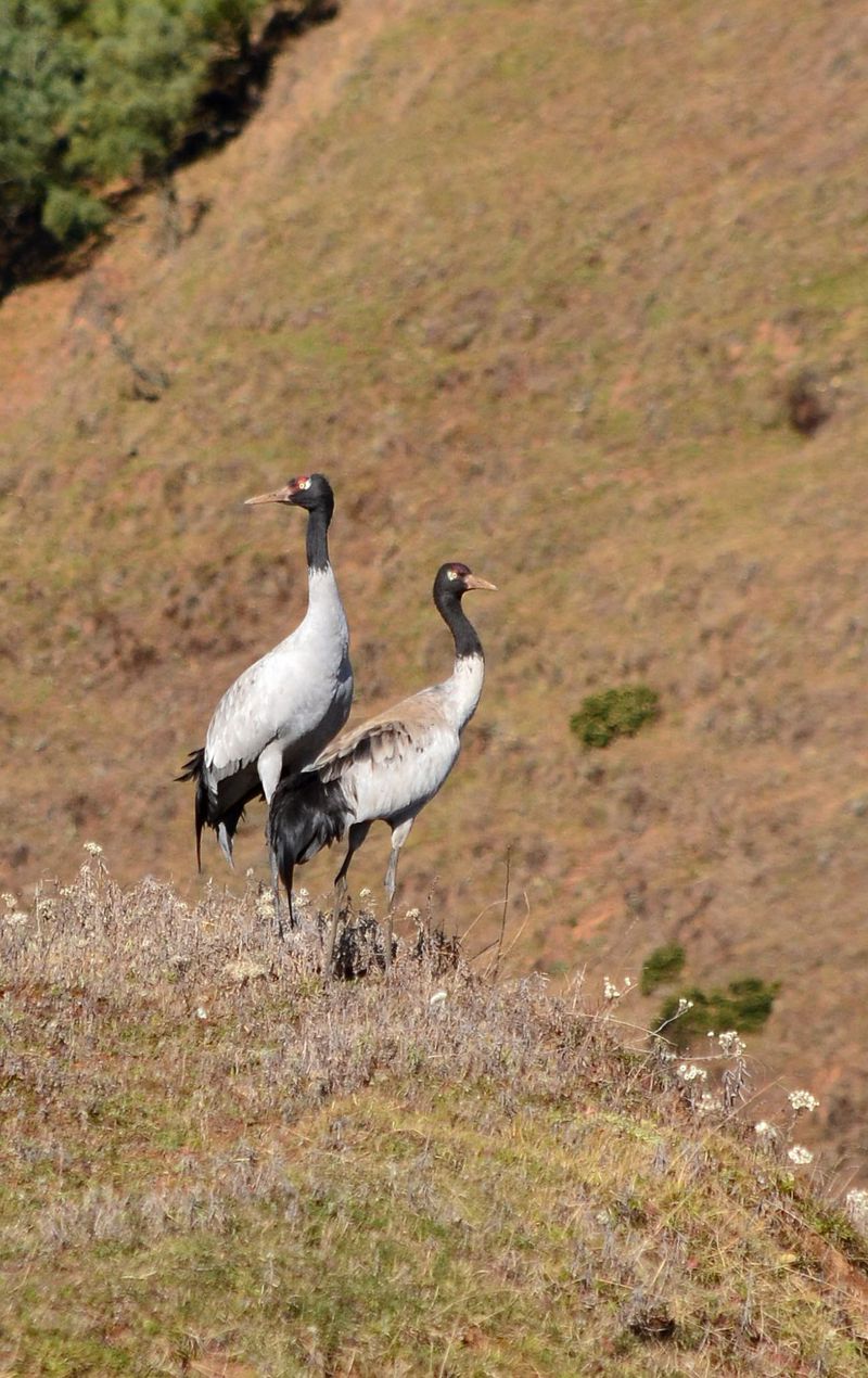 云南昭通黑颈鹤