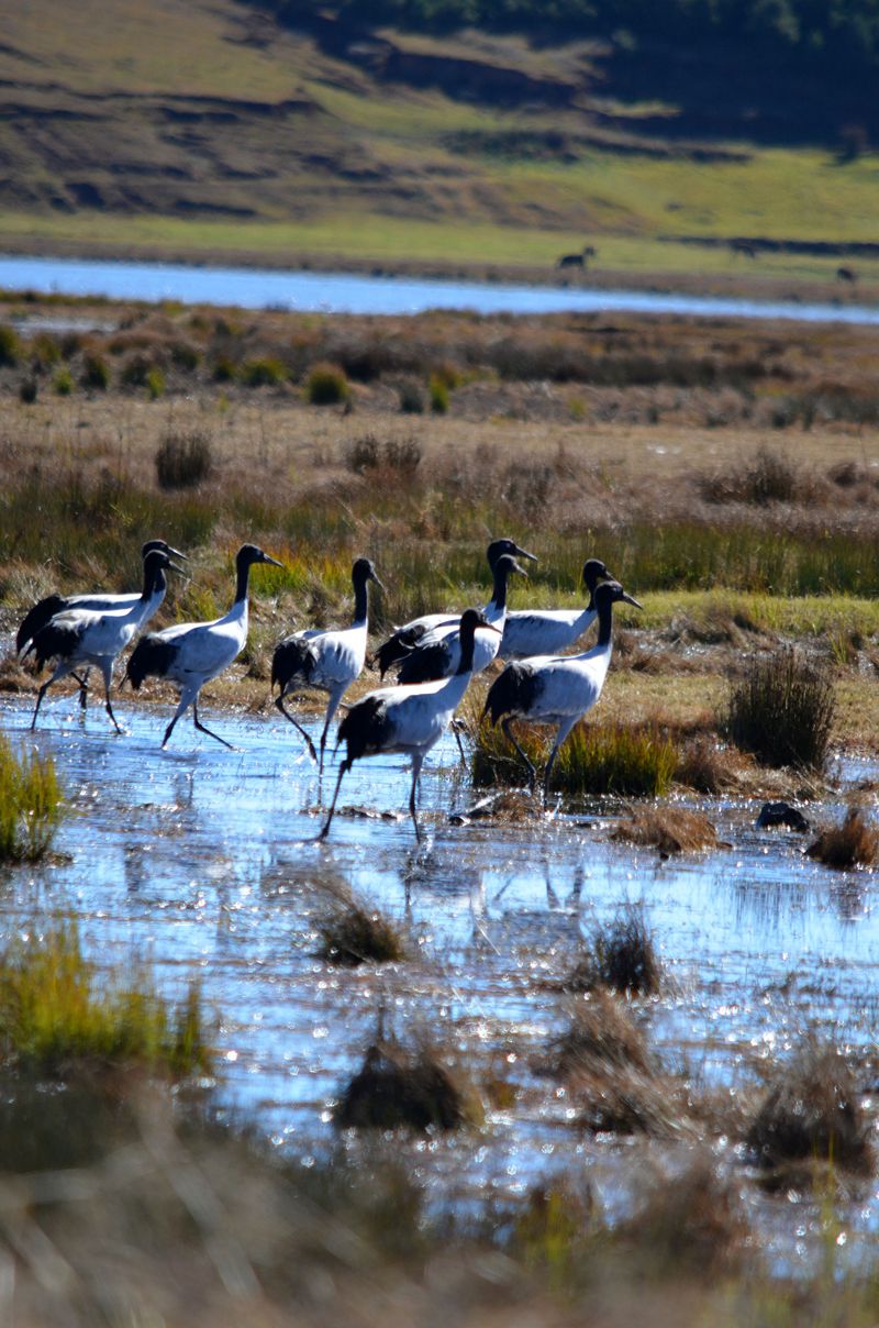 云南昭通黑颈鹤
