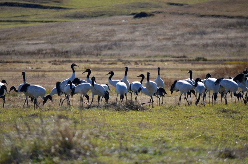 云南昭通黑颈鹤