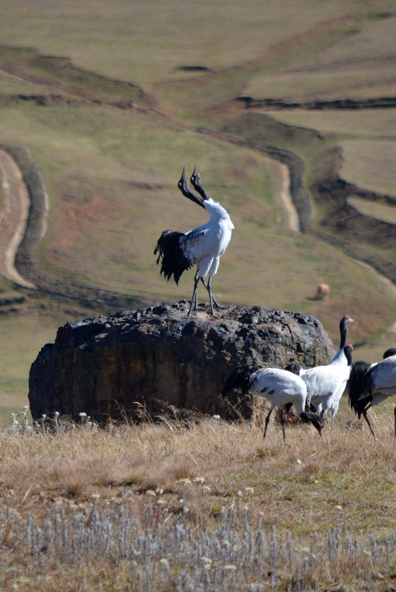 云南昭通黑颈鹤