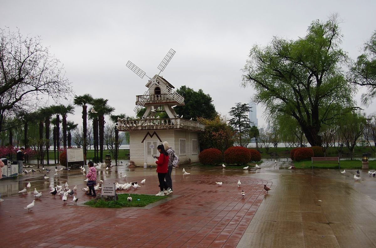 南京玄武湖的鸽子