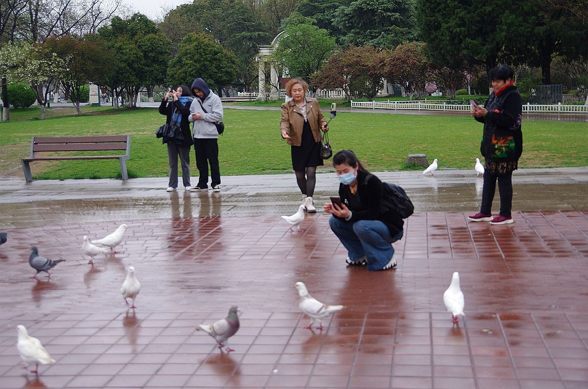 南京玄武湖的鸽子