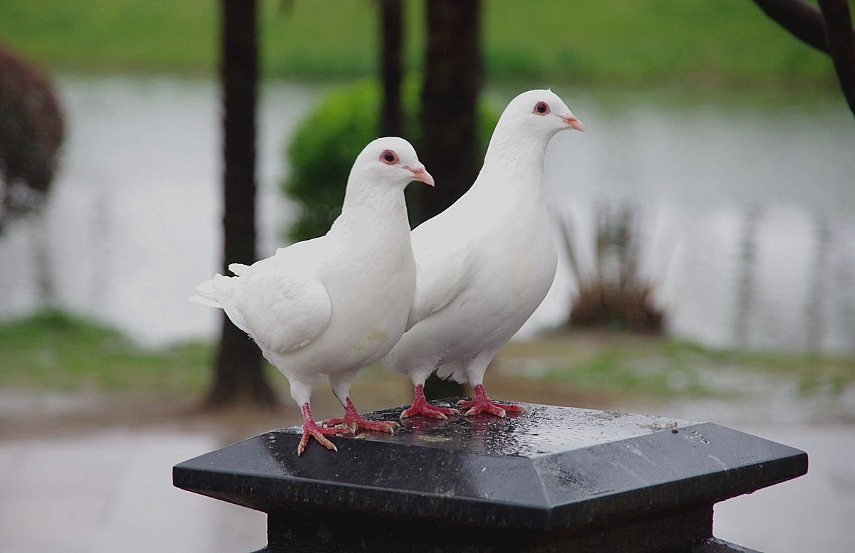 南京玄武湖的鸽子