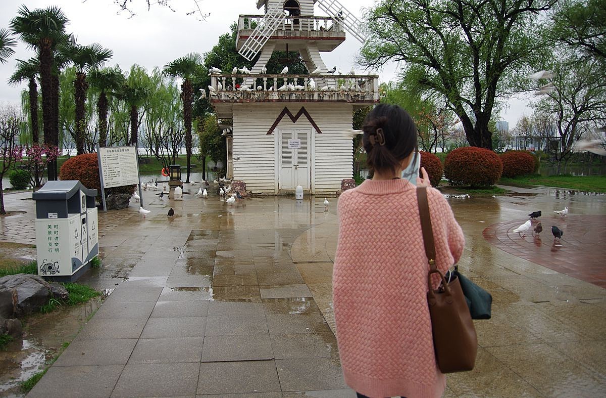 南京玄武湖的鸽子