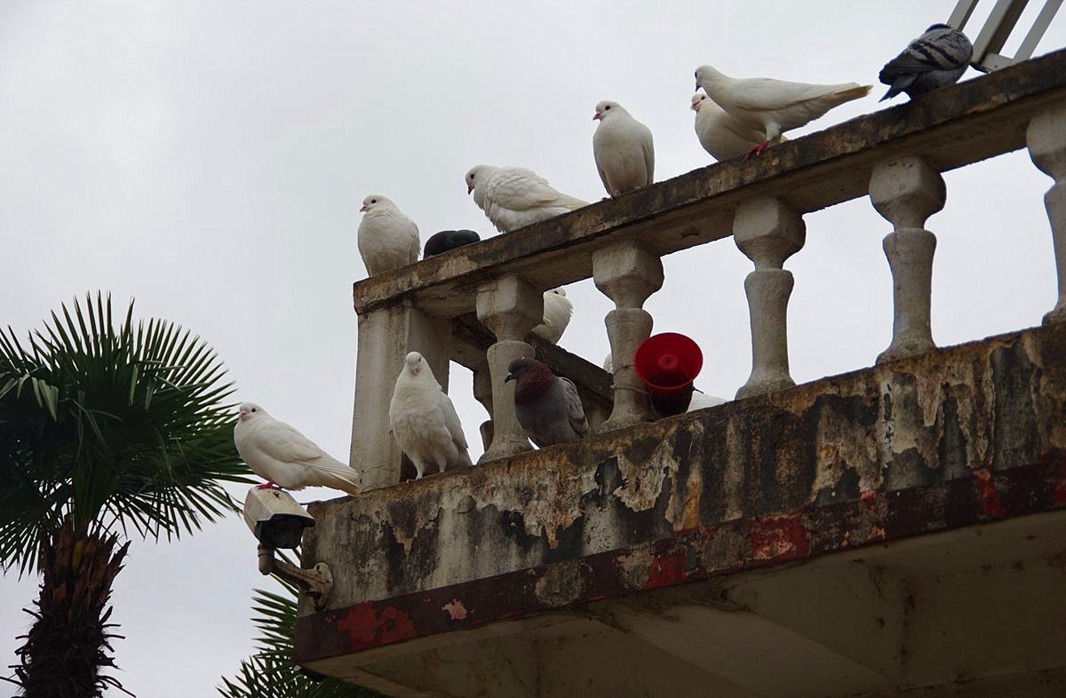 南京玄武湖的鸽子