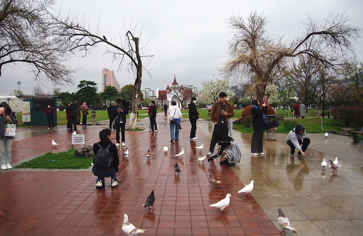 南京玄武湖的鸽子