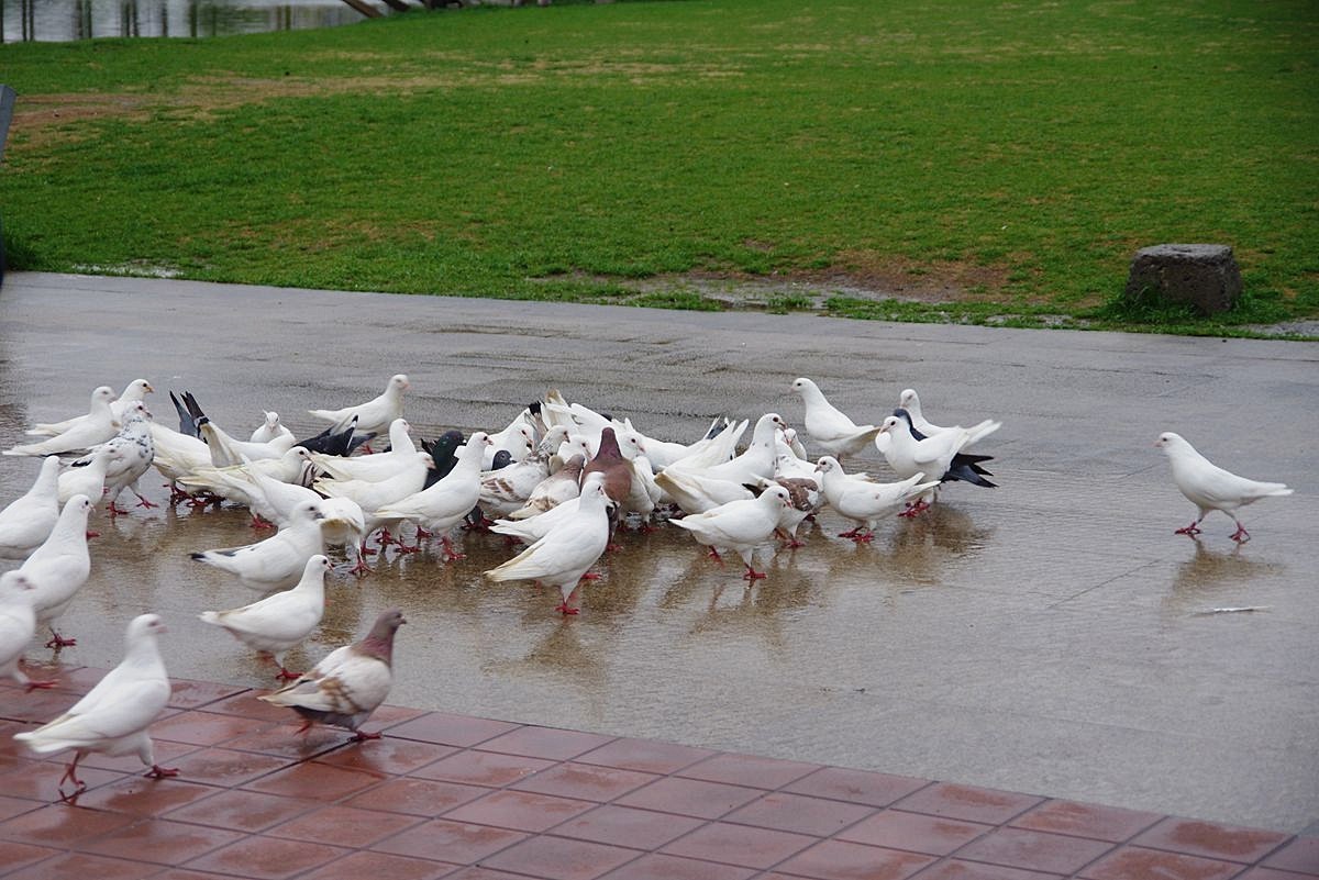 南京玄武湖的鸽子