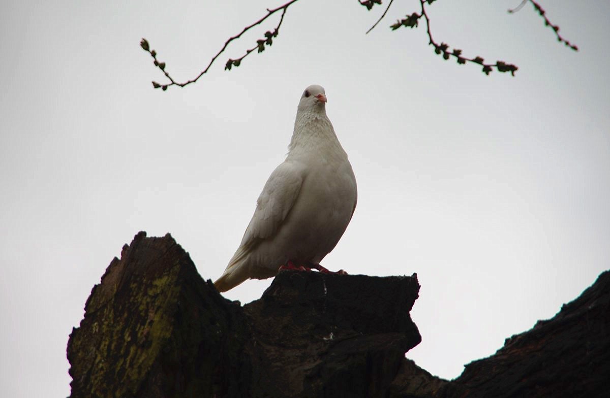 南京玄武湖的鸽子