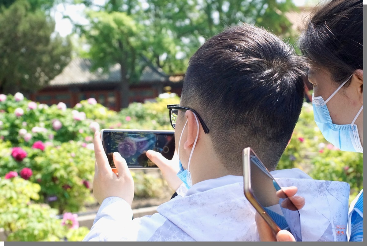 那些看花的人们