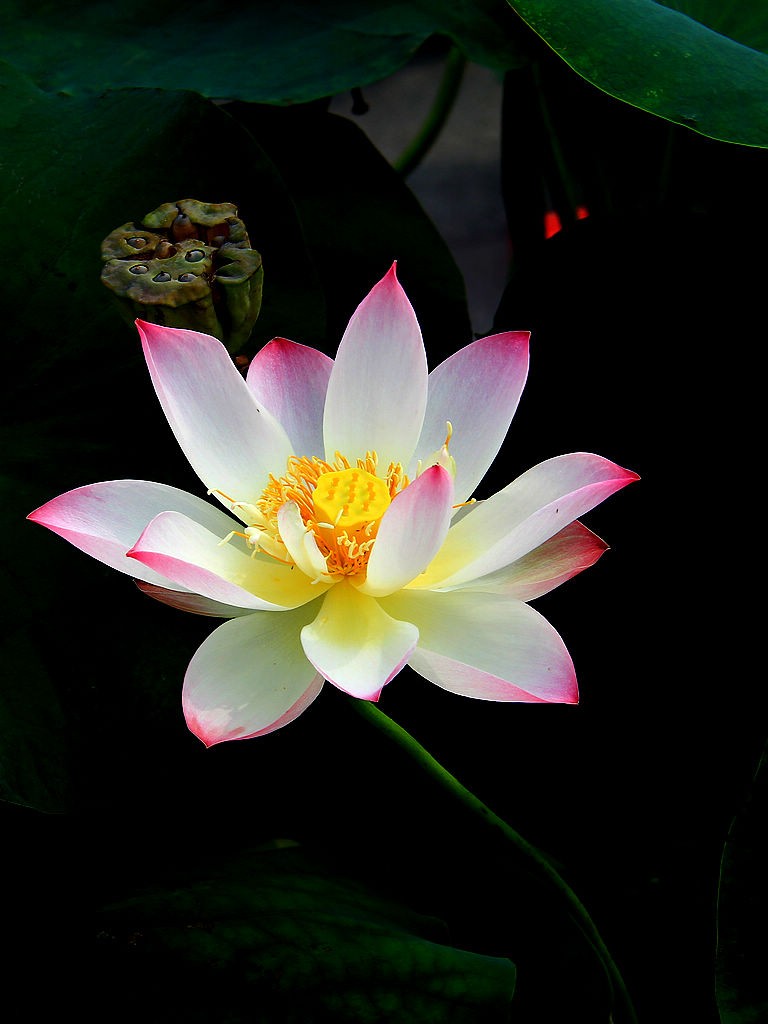 盆栽荷=5