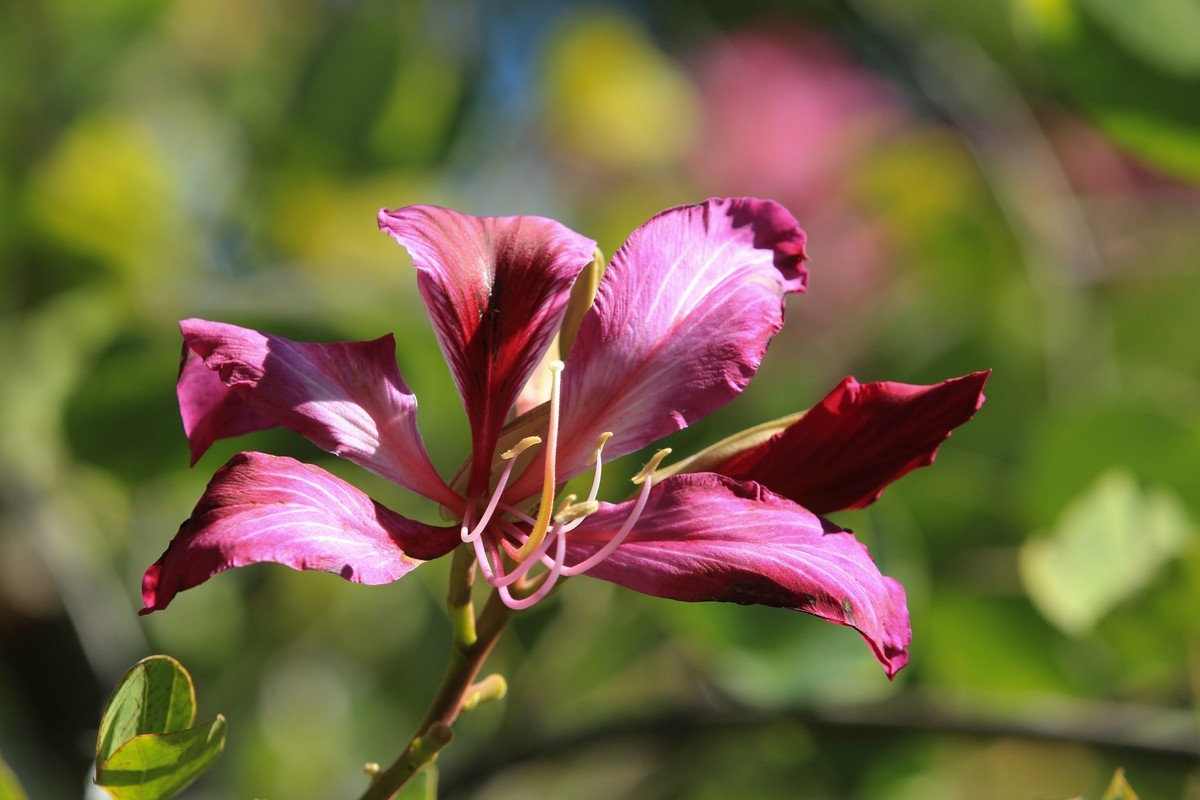 拍摄花卉一（411）