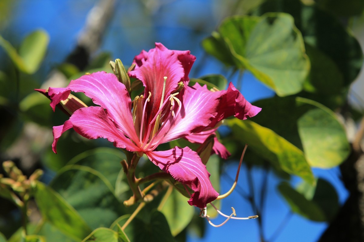 拍摄花卉一（411）