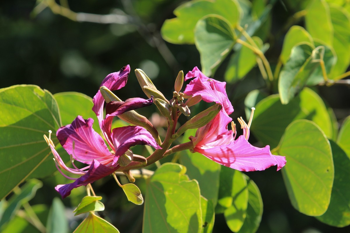 拍摄花卉一（411）