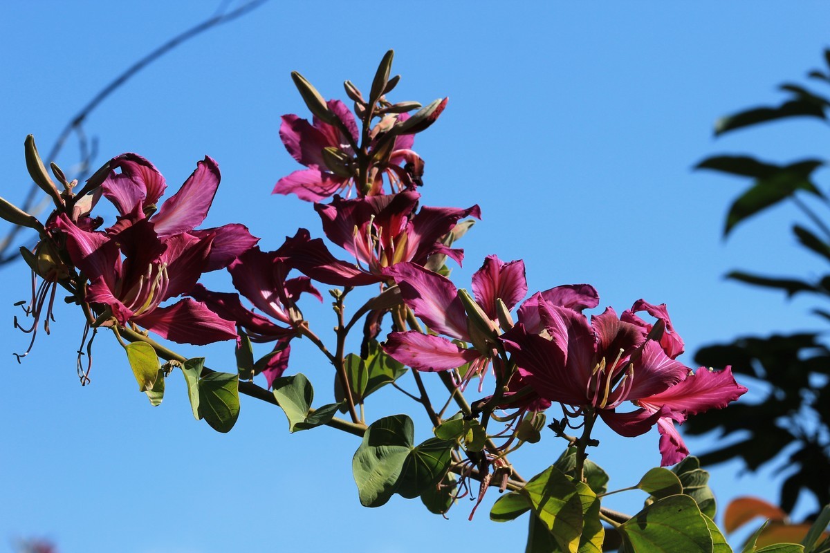 拍摄花卉一（411）