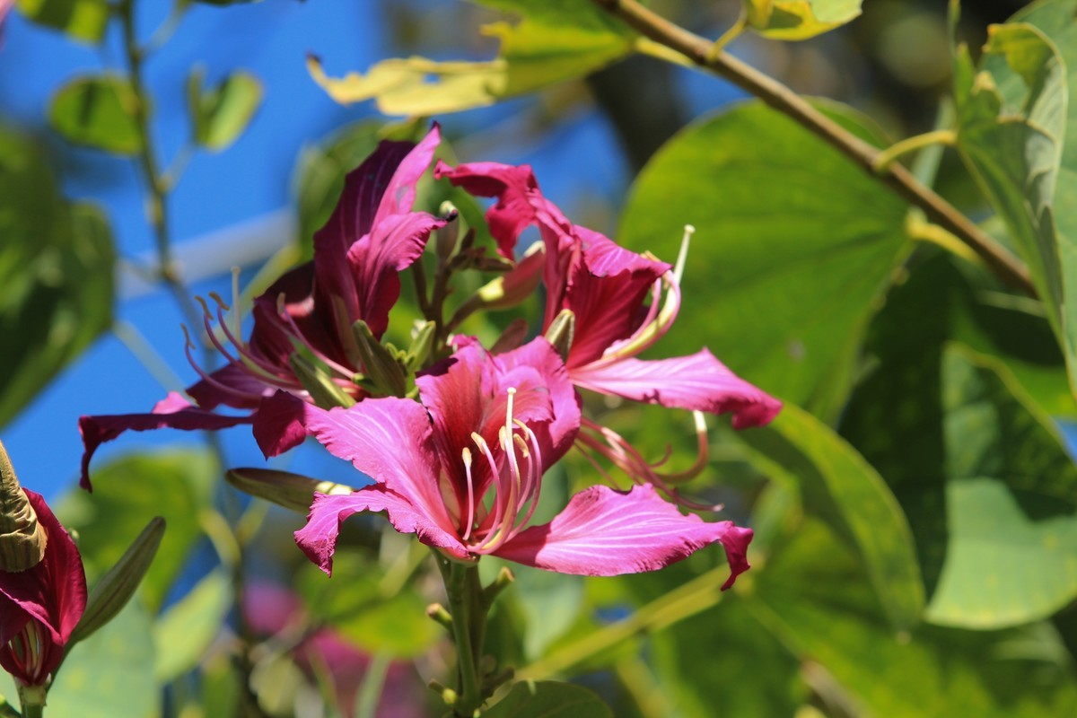 拍摄花卉一（411）