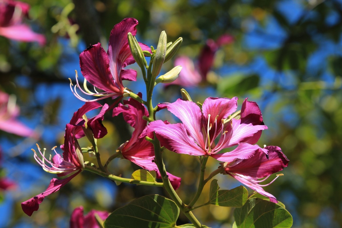 拍摄花卉一（411）