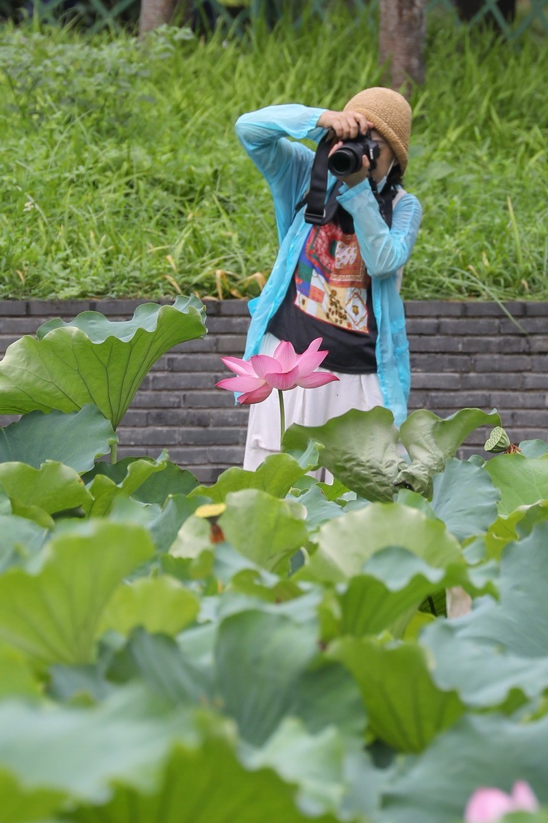 高温天公园观荷人