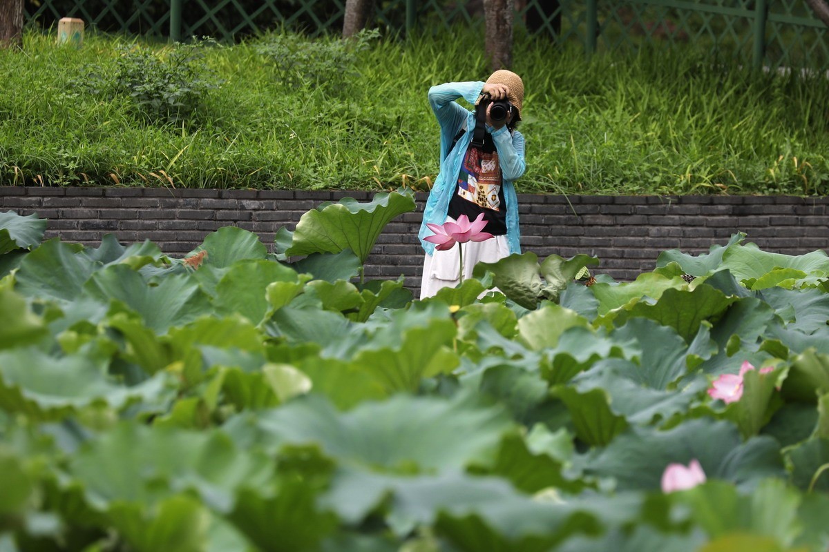高温天公园观荷人