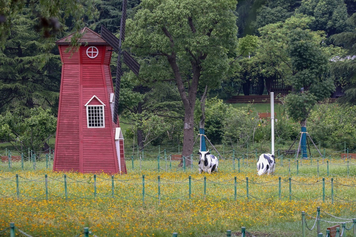 高温天公园观荷人