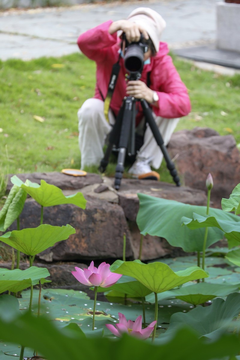 高温天公园观荷人