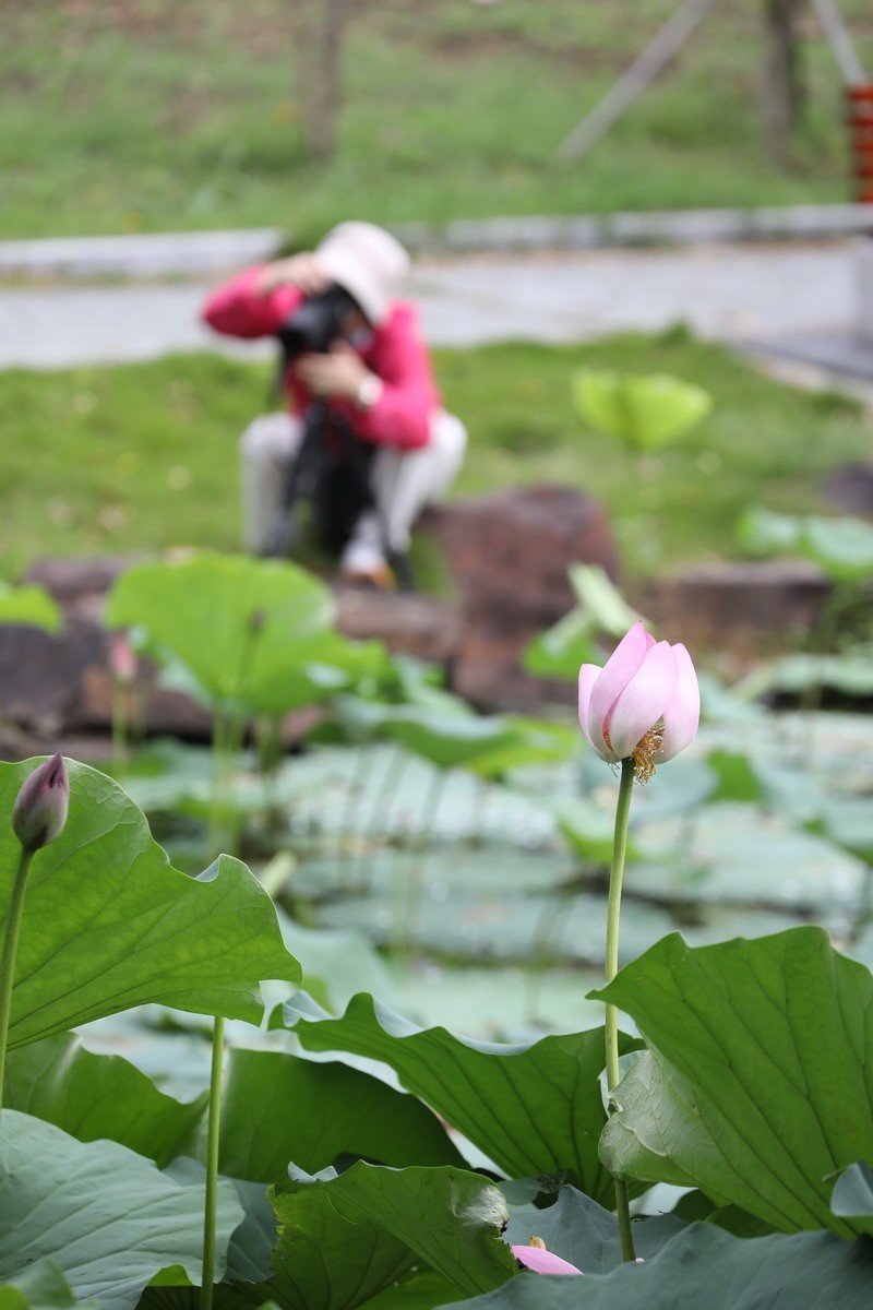 高温天公园观荷人