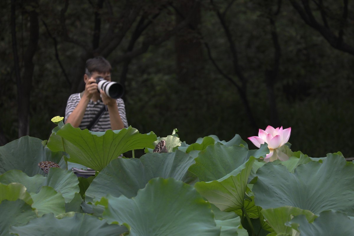 高温天公园观荷人