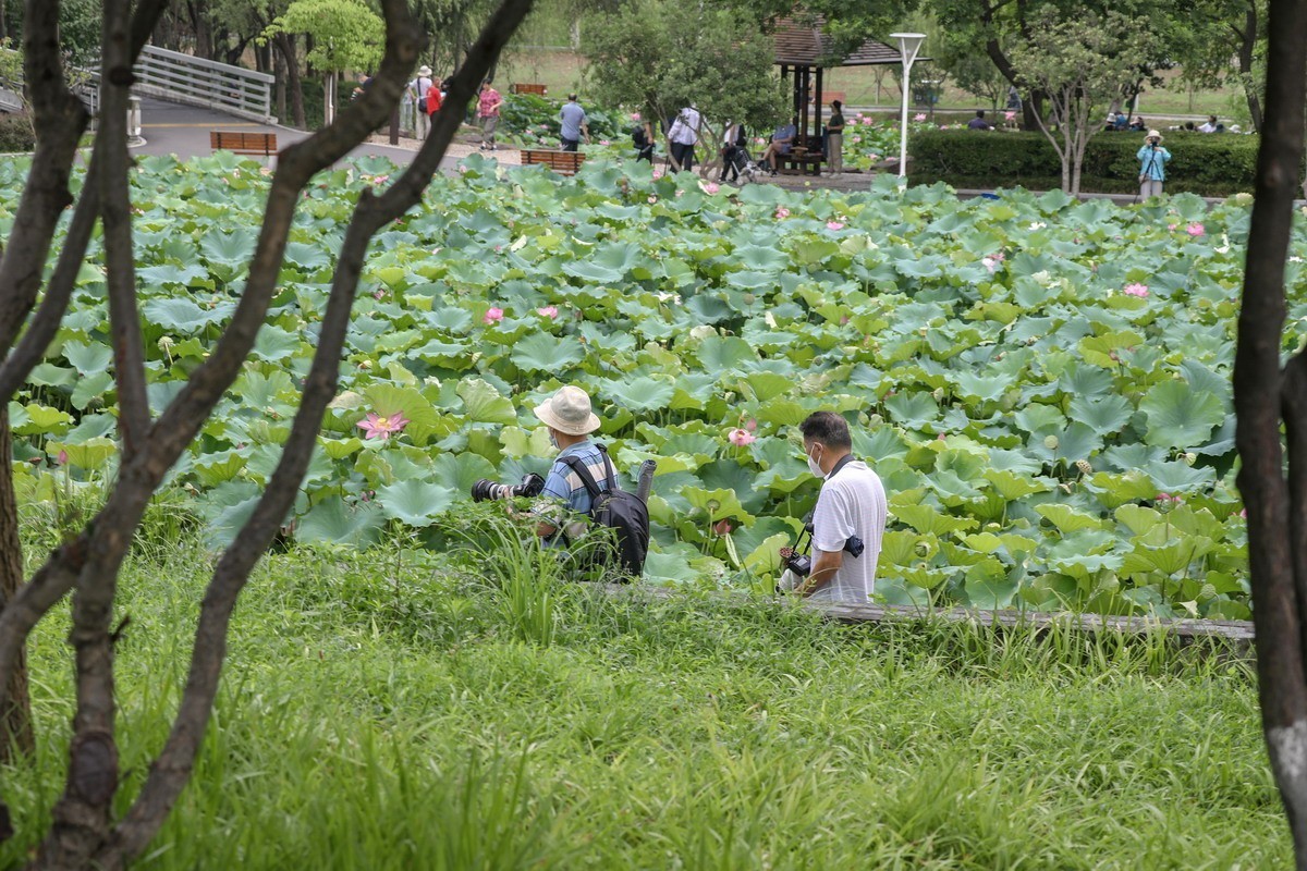 高温天公园观荷人