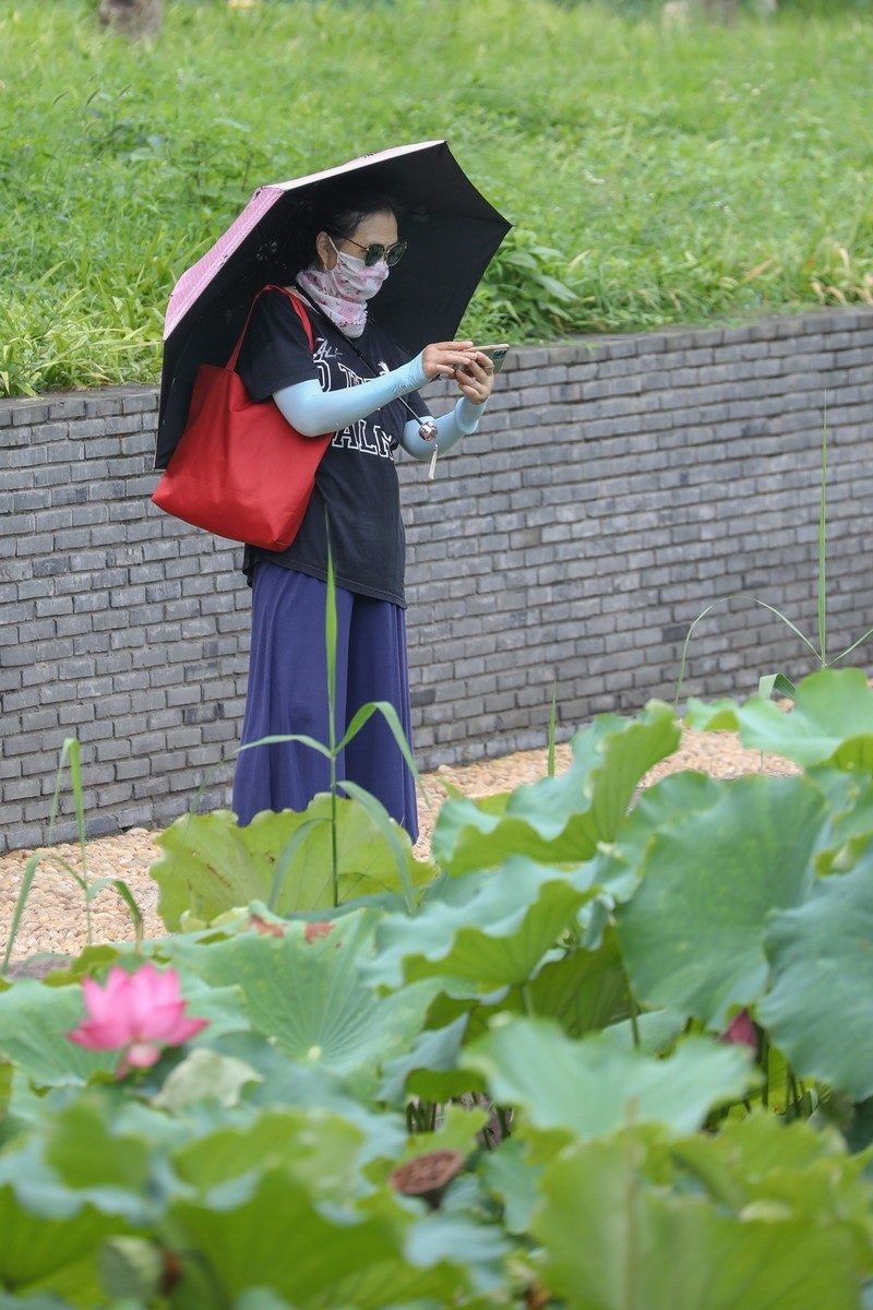 高温天公园观荷人