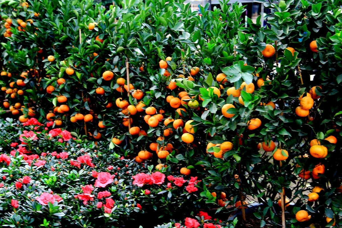 四季橘子树盆栽大金钱桔苗朱砂橘室内外阳台四季常青植物观赏带果-阿里巴巴