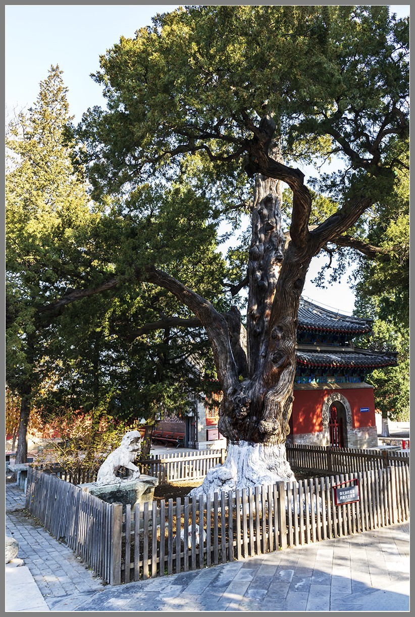 西山名剎“大觉寺”随拍