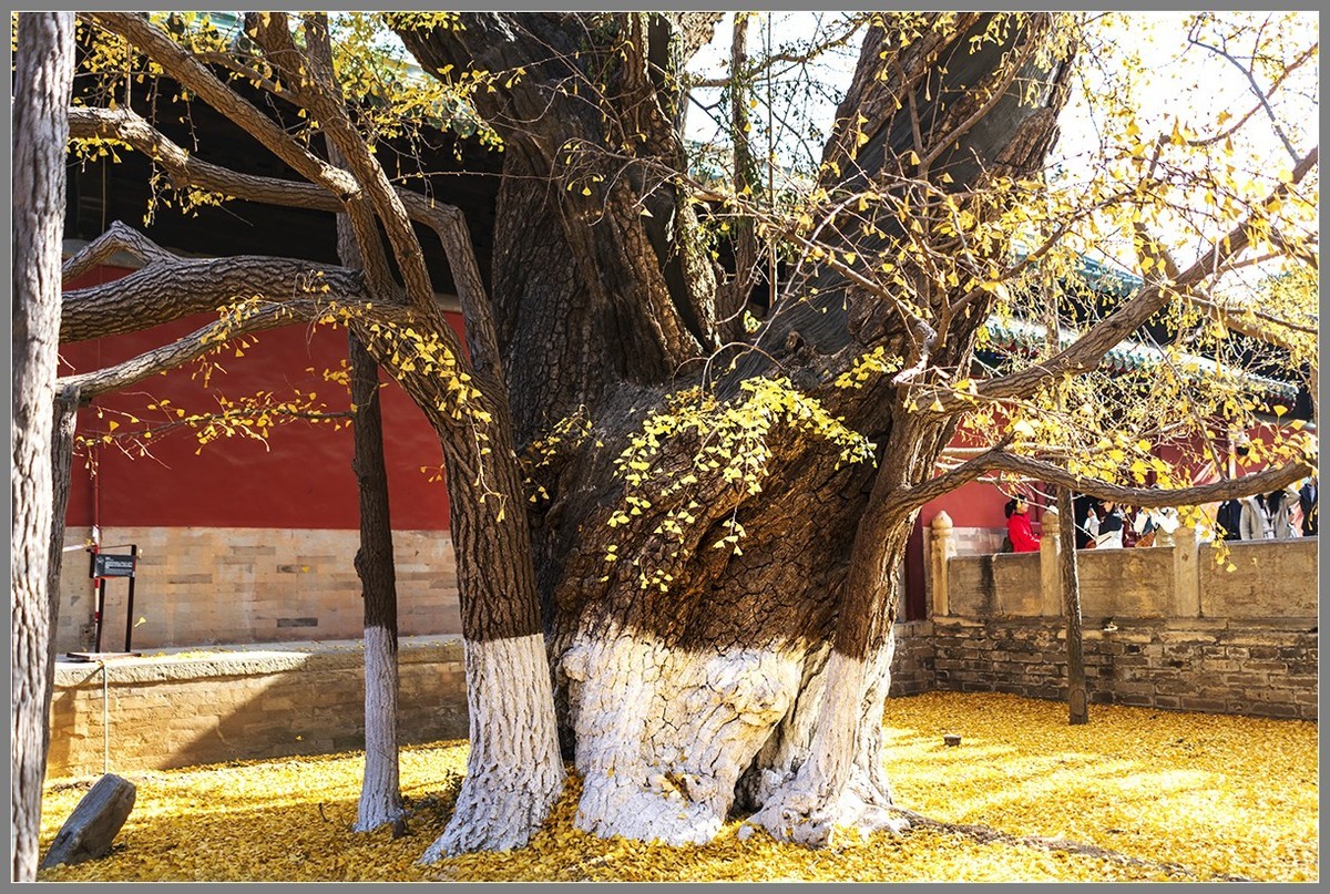 西山名剎“大觉寺”随拍