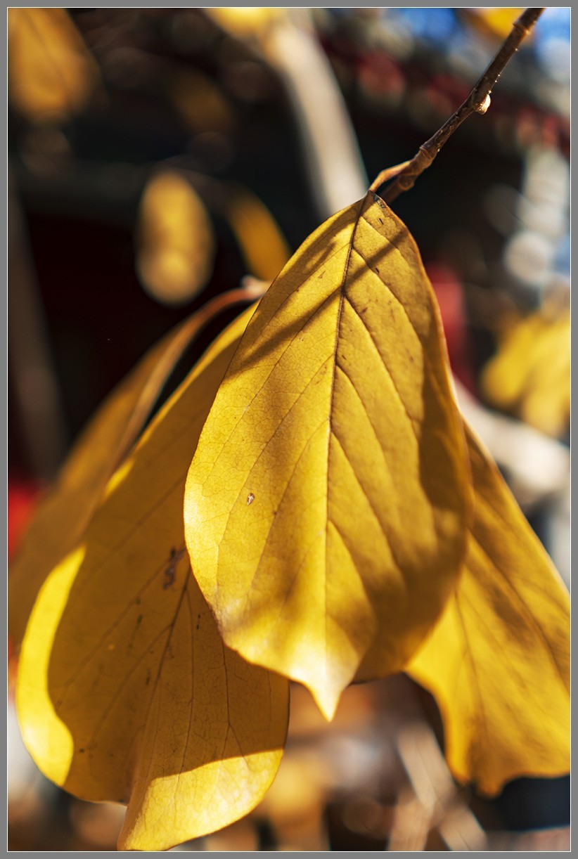 西山名剎“大觉寺”随拍