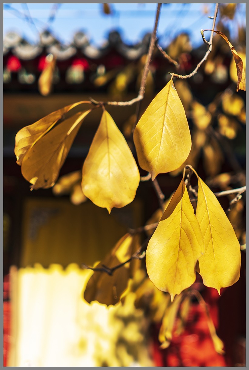 西山名剎“大觉寺”随拍